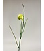 fritillaria | groen | 45 centimeter | Per stuk te bestellen