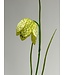 fritillaria | groen | 45 centimeter | Per stuk te bestellen