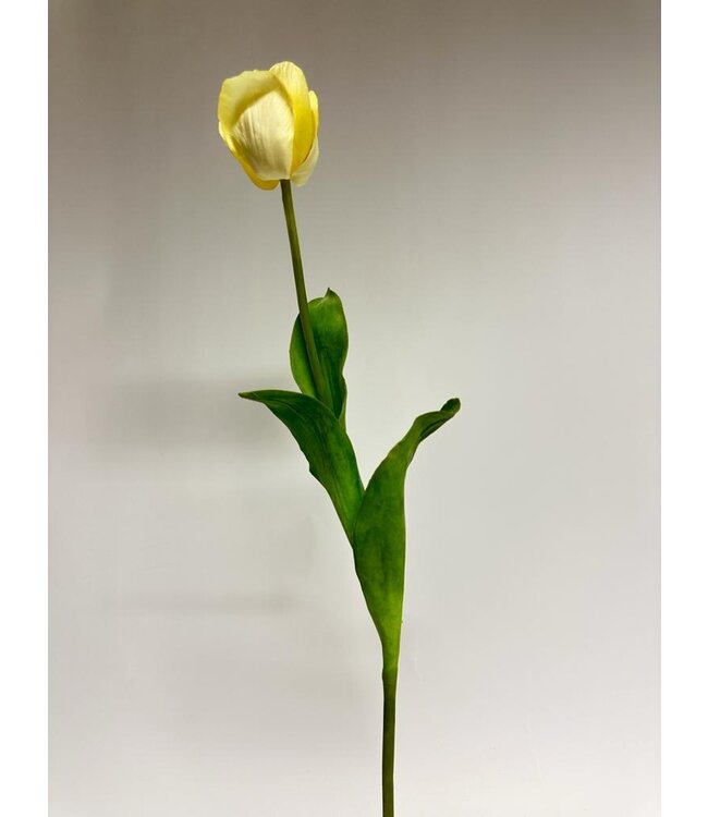 tulp | creme | 66 centimeter | Per stuk te bestellen