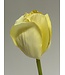 tulp | creme | 66 centimeter | Per stuk te bestellen