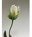 tulp | wit groen | 64 centimeter | Per stuk te bestellen