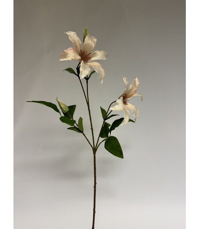 clematis | perzik | 65 centimeter | Per stuk te bestellen