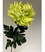 chrysant xl | groen | 90 centimeter | Per stuk te bestellen