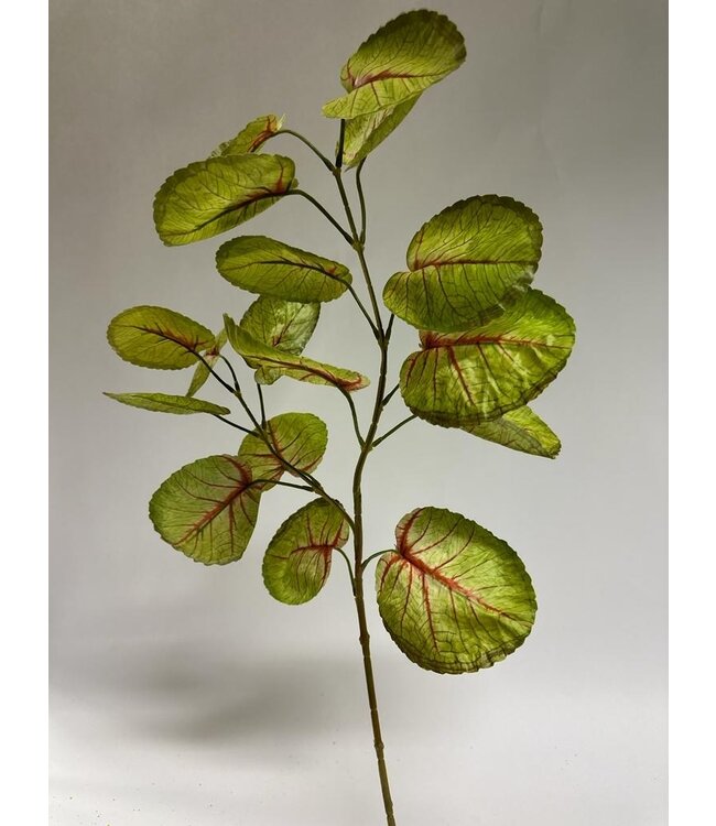 caladium | groen rood | 75 centimeter | Per stuk te bestellen