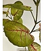 caladium | groen rood | 75 centimeter | Per stuk te bestellen