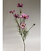 cosmea | roze | 72 centimeter | Per stuk te bestellen