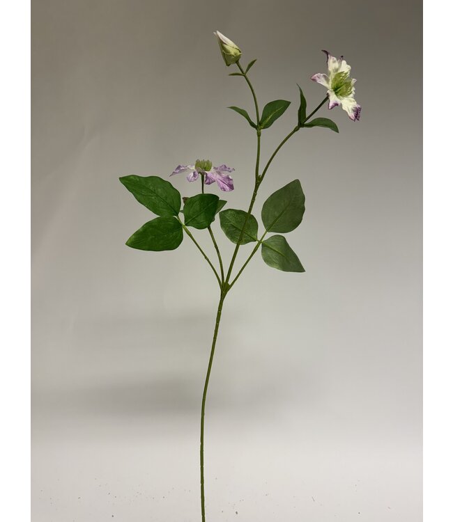 clematis | roze | 70 centimeter | Per stuk te bestellen