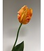 tulp | oranje | 64 centimeter | Per stuk te bestellen