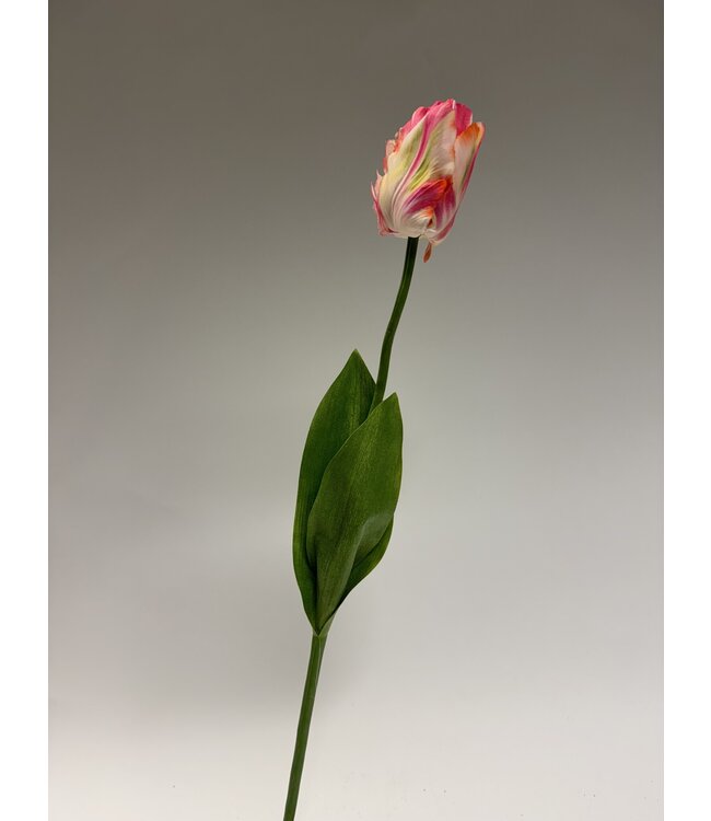 tulp | roze wit | 64 centimeter | Per stuk te bestellen