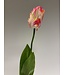 tulp | roze wit | 64 centimeter | Per stuk te bestellen