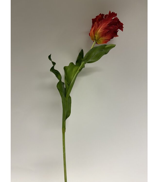 parkiet tulp | rood | 83 centimeter | Per stuk te bestellen