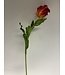 parkiet tulp | rood | 83 centimeter | Per stuk te bestellen