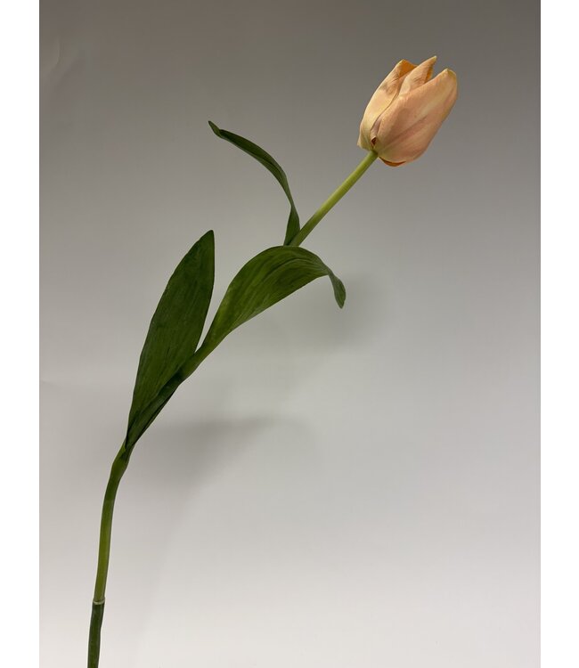 tulp | lroze | 66 centimeter | Per stuk te bestellen