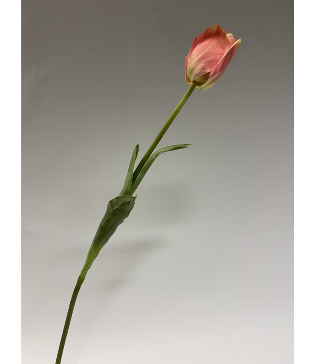 tulp | roze | 66 centimeter | Per stuk te bestellen