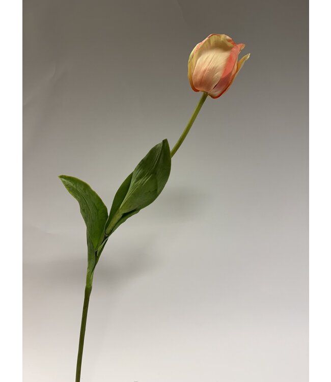 tulp | perzik | 66 centimeter | Per stuk te bestellen