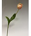 tulp | perzik | 66 centimeter | Per stuk te bestellen