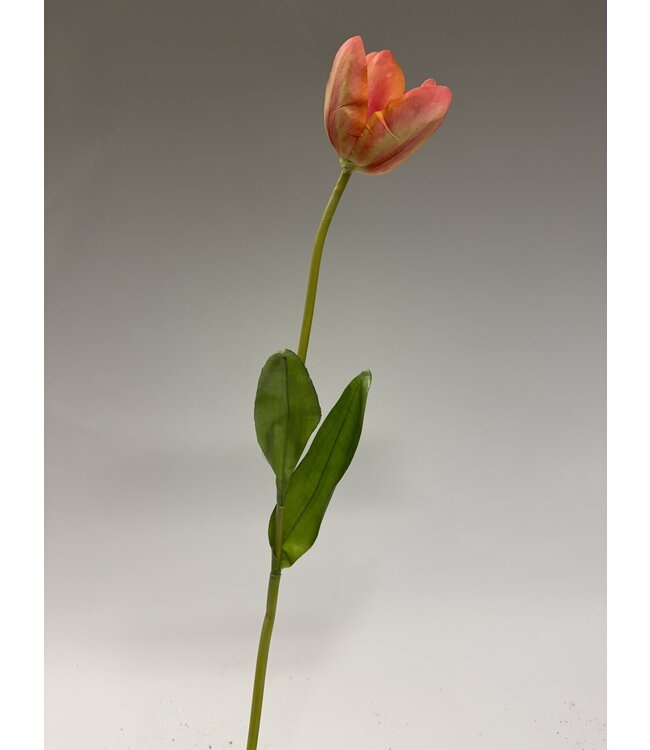 tulp | roze oranje | 63 centimeter | Per stuk te bestellen