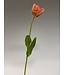 tulp | roze oranje | 63 centimeter | Per stuk te bestellen