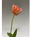 tulp | roze oranje | 63 centimeter | Per stuk te bestellen