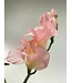 freesia| roze | 60 centimeter | Per stuk te bestellen