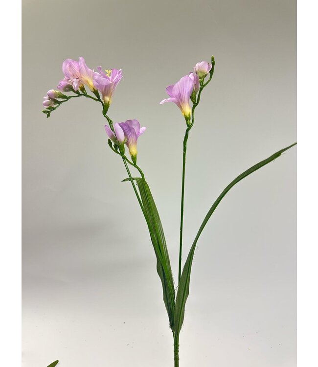 freesia| lila | 60 centimeter | Per stuk te bestellen