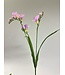 freesia| lila | 60 centimeter | Per stuk te bestellen