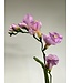 freesia| lila | 60 centimeter | Per stuk te bestellen