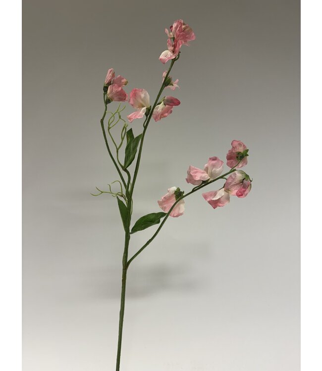 lathyrus | roze  | 58 centimeter | Per stuk te bestellen