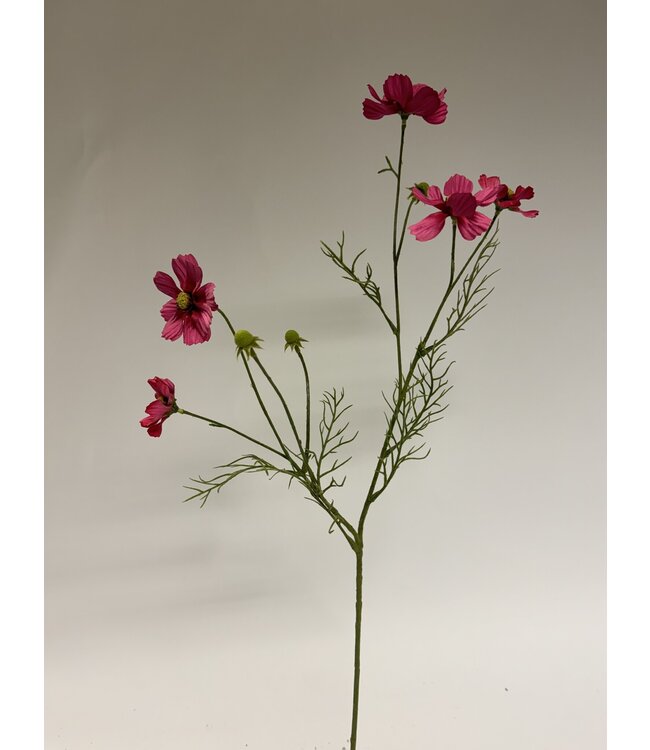 cosmea | fuchsia | 72 centimeter | Per stuk te bestellen