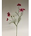 cosmea | fuchsia | 72 centimeter | Per stuk te bestellen