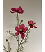 cosmea | fuchsia | 72 centimeter | Per stuk te bestellen