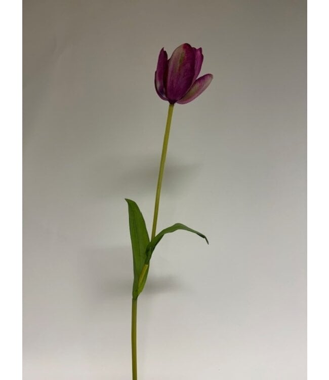 tulp | paars | 63 centimeter | Per stuk te bestellen