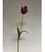 tulp | paars | 63 centimeter | Per stuk te bestellen