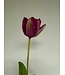 tulp | paars | 63 centimeter | Per stuk te bestellen