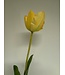 tulp | geel | 63 centimeter | Per stuk te bestellen