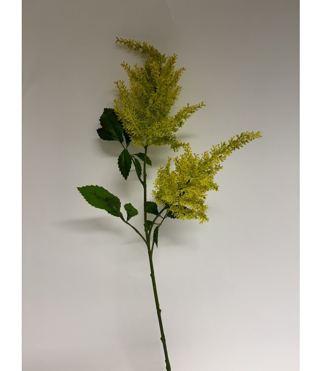 pluimspirea | groen geel | 80 centimeter | Per stuk te bestellen