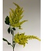 pluimspirea | groen geel | 80 centimeter | Per stuk te bestellen