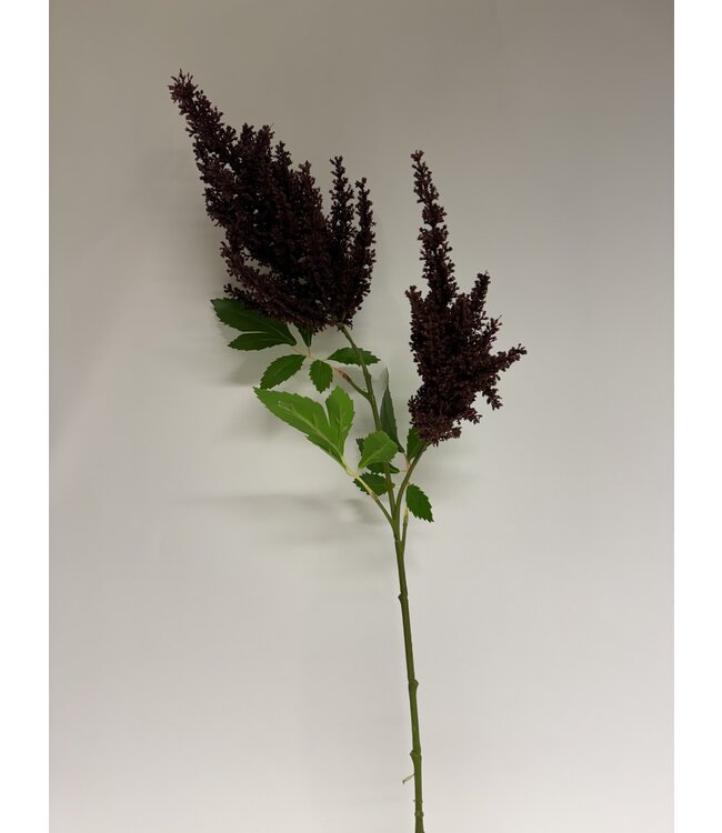 pluimspirea | bordeaux | 80 centimeter | Per stuk te bestellen