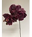 orchidee | bordeaux | 77 centimeter | Per stuk te bestellen