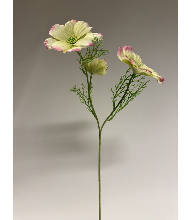 cosmea | geel roze | 65 centimeter | Per stuk te bestellen