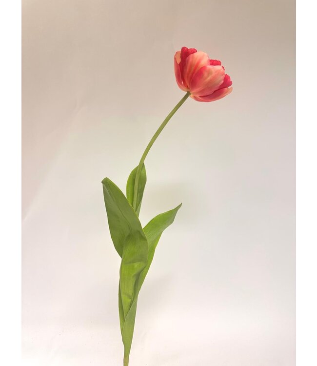 pioen tulp | fuchsia | 73 centimeter | Per stuk te bestellen