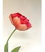 pioen tulp | fuchsia | 73 centimeter | Per stuk te bestellen