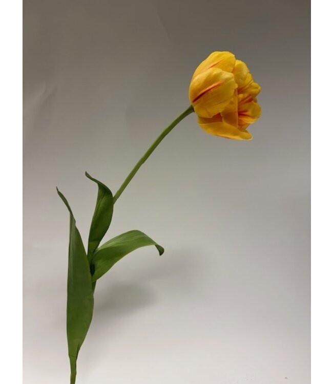 pioen tulp | geel | 73 centimeter | Per stuk te bestellen