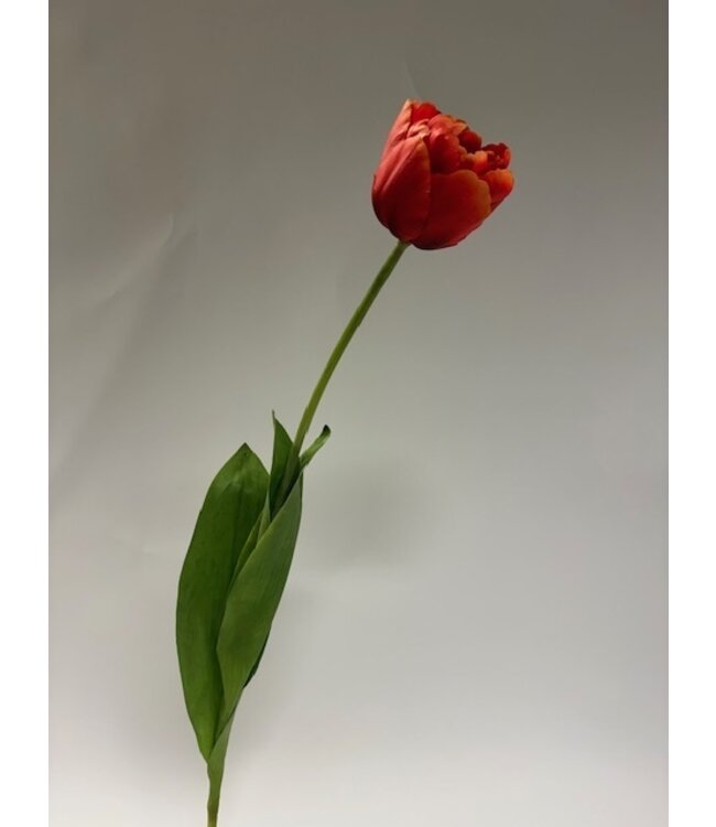 pioen tulp | rood | 73 centimeter | Per stuk te bestellen