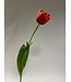 pioen tulp | rood | 73 centimeter | Per stuk te bestellen