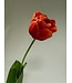 pioen tulp | rood | 73 centimeter | Per stuk te bestellen