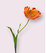 tulp | roze oranje | 62 centimeter | Per stuk te bestellen