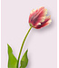 tulp | lila mauve | 62 centimeter | Per stuk te bestellen