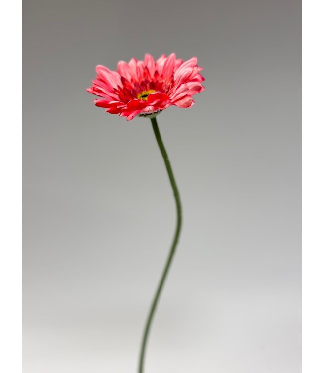 gerbera | roze | 63 centimeter | Per stuk te bestellen