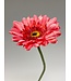 gerbera | roze | 63 centimeter | Per stuk te bestellen